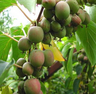 ACTINIDIA ARGUTA